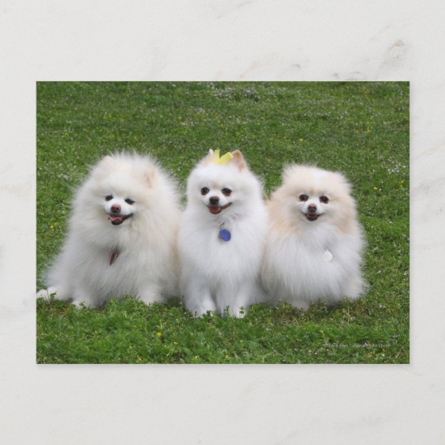 3 Pomeranians Sitting Postcard (Front)