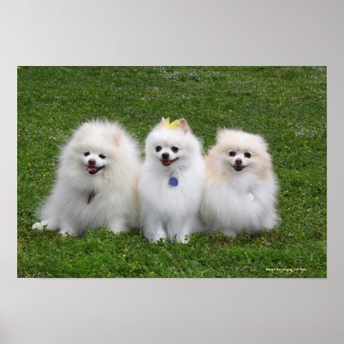 3 Pomeranians Sitting Poster