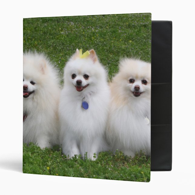 3 Pomeranians Sitting Ring Binder (Front/Inside)