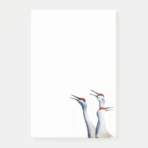 3 Sandhill Cranes Photo 4x6 Notes