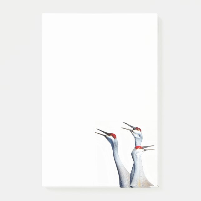 3 Sandhill Cranes Photo 4x6 Notes (Front)