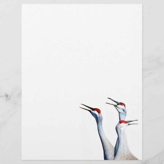 3 Sandhill Cranes Photo Letterhead Paper (Front)