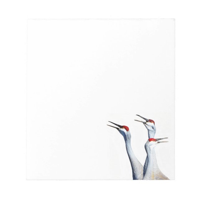 3 Sandhill Cranes Photo Notepad (Front)