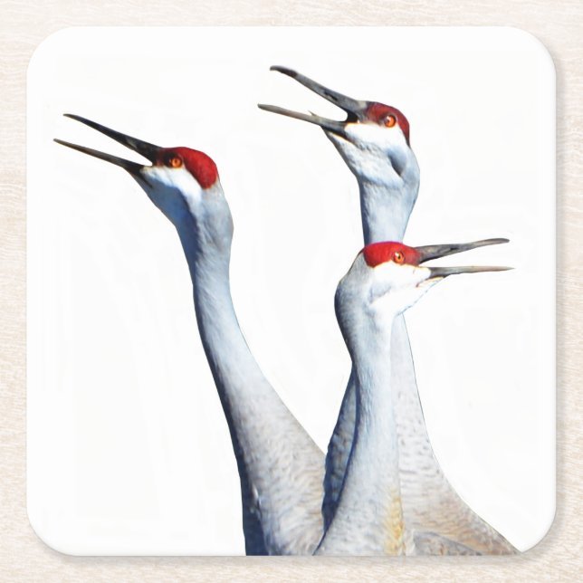3 Sandhill Cranes Photo Paper Coaster (Front)