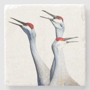 3 Sandhill Cranes Photo Stone Coaster