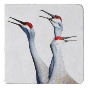 3 Sandhill Cranes Photo Stone Trivet