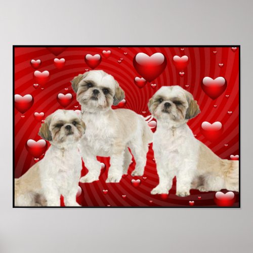 3 Shih Tzu Puppies with Heart Background Poster