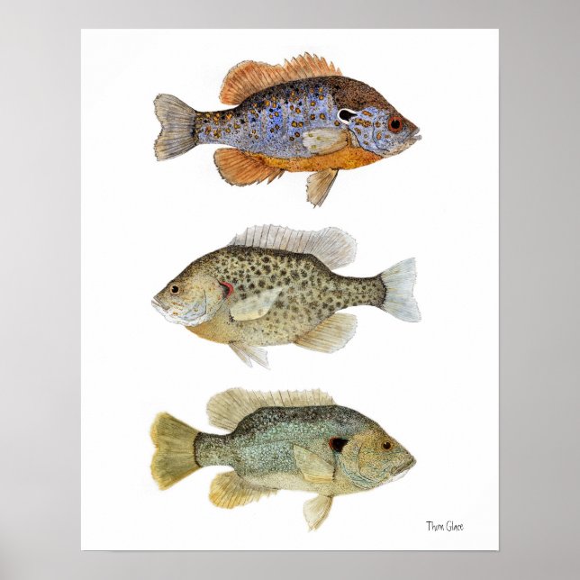 3 Sunfish Poster (Front)