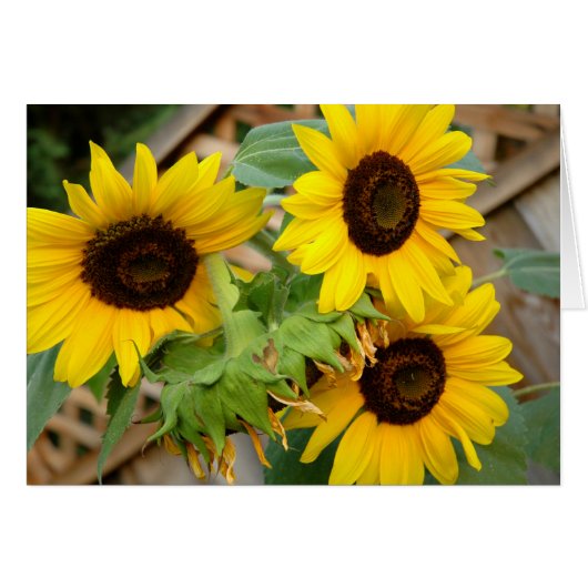 3 Sunflowers Cards (Front Horizontal)