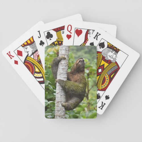 3_Toed Sloth Playing Cards