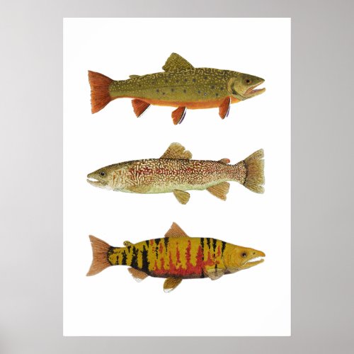 3 Trout  Salmon Art Poster