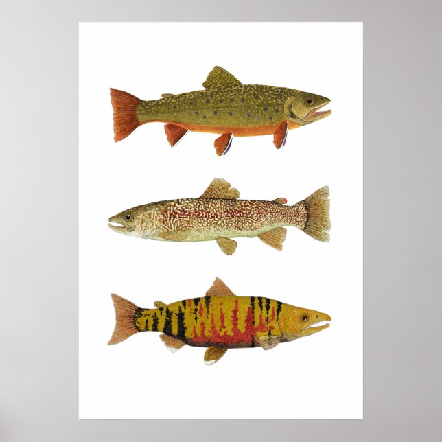 3 Trout & Salmon Art Poster (Front)