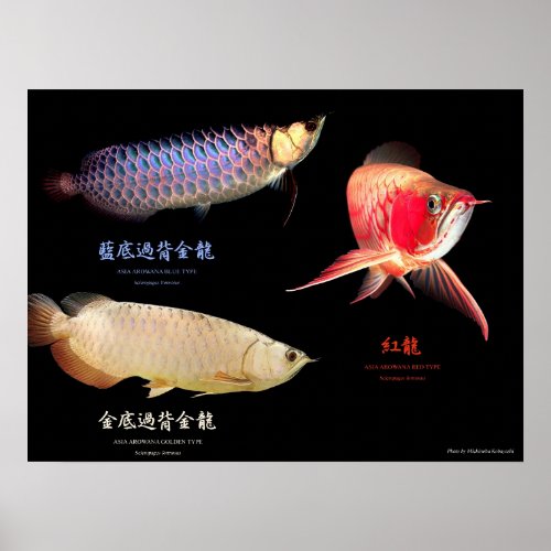 3 Types of Asian Arowanaのポスター Poster