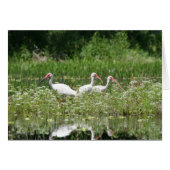 3 white ibis (Front Horizontal)