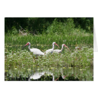 3 white ibis cards