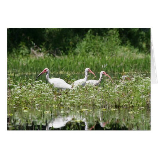 3 white ibis cards (Front Horizontal)