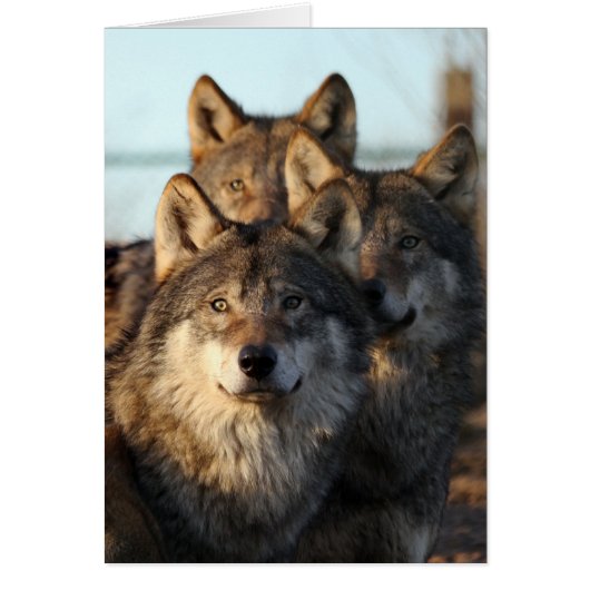 3 wolves cards (Front)