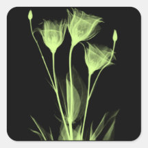 3 X-Ray Flowers Wine Label