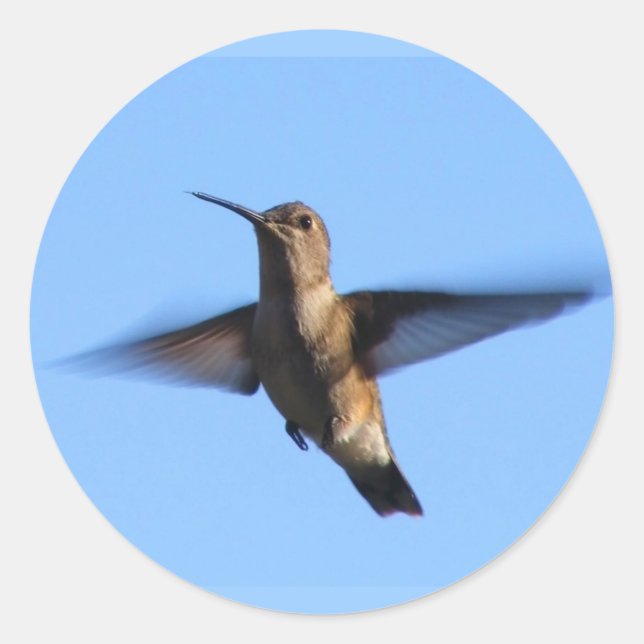 3aJ Hummingbird Flying in a Blue Sky Classic Round Sticker (Front)
