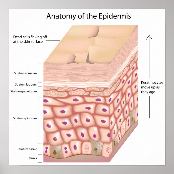 3d anatomy of the epidermis Poster | Zazzle.com