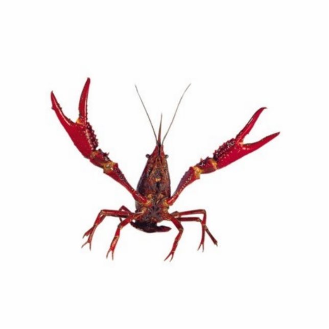 3D Crawfish Ornament (Front)