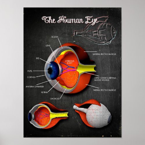 3D Cross Section of the Human Eye  Legend Poster
