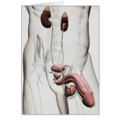 3D Illustration Of Male Reproductive System 1 (Front)