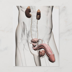 3D Illustration Of Male Reproductive System 1 Postcard