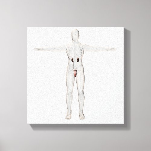 3D Illustration Of Male Reproductive System 2 Canvas Print