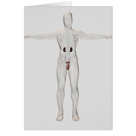 3D Illustration Of Male Reproductive System 2 Cards (Front)
