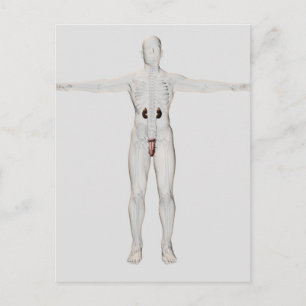 3D Illustration Of Male Reproductive System 2 Postcard