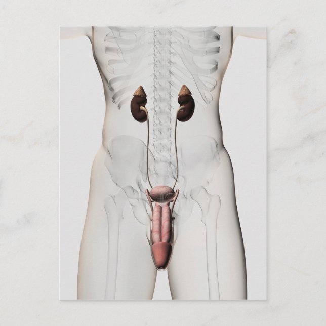 3D Illustration Of Male Reproductive System 3 Postcard (Front)