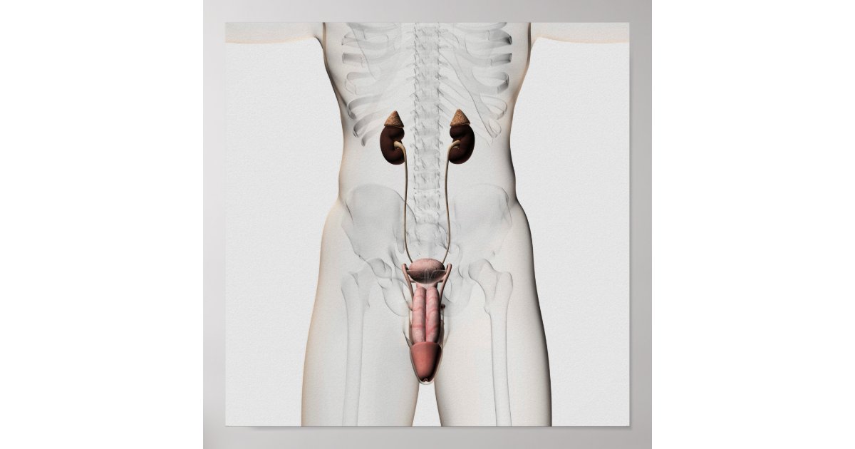 3D Illustration Of Male Reproductive System 3 Poster | Zazzle.com