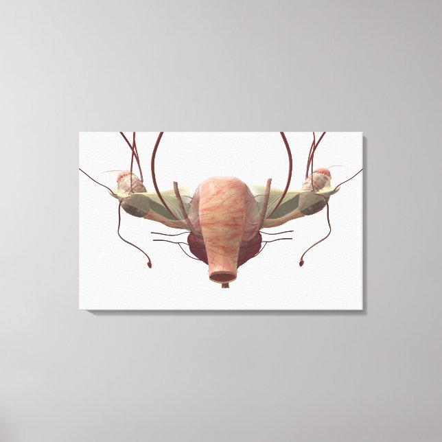 3d model of the female reproductive system canvas print (Front)