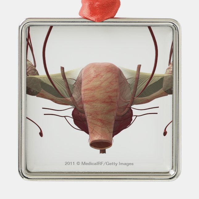 3d model of the female reproductive system metal ornament (Front)