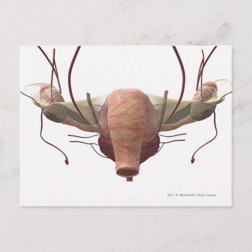 3d model of the female reproductive system postcard