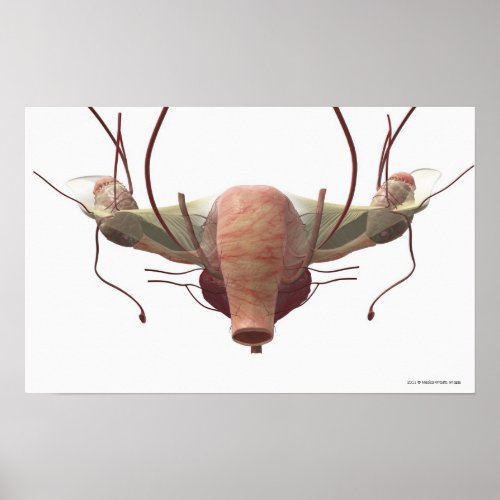 3d model of the female reproductive system poster