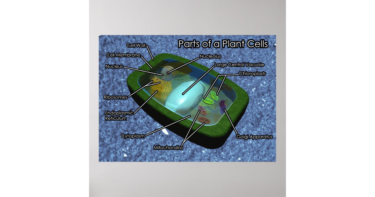 3D Plant Cell Diagram Poster | Zazzle