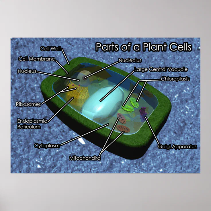 plant cell 3d