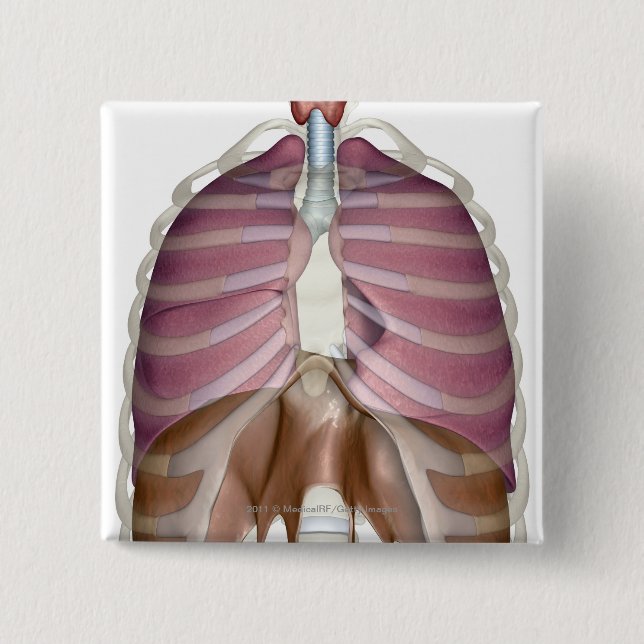3d rendering of the respiratory system button (Front)