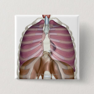 3d rendering of the respiratory system button