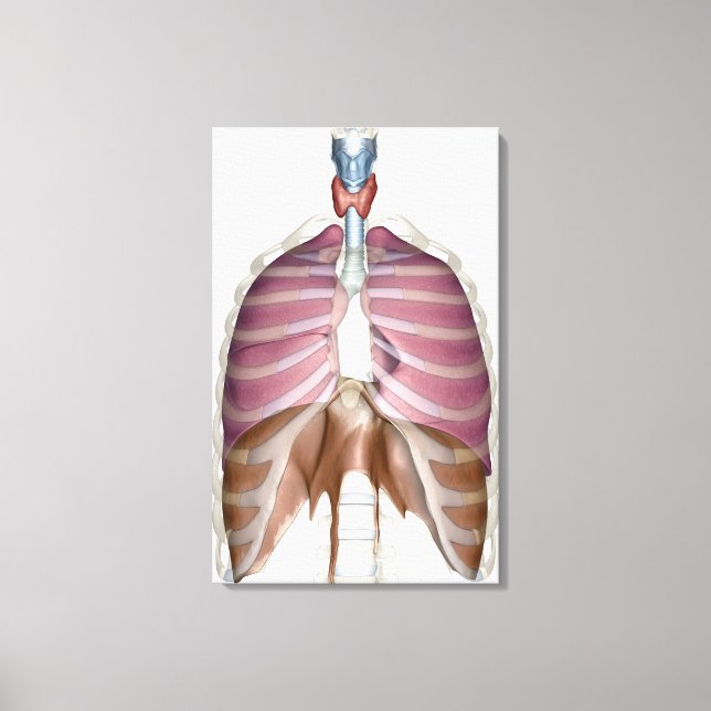 3d rendering of the respiratory system canvas print (Front)
