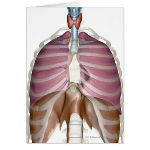 3d rendering of the respiratory system cards