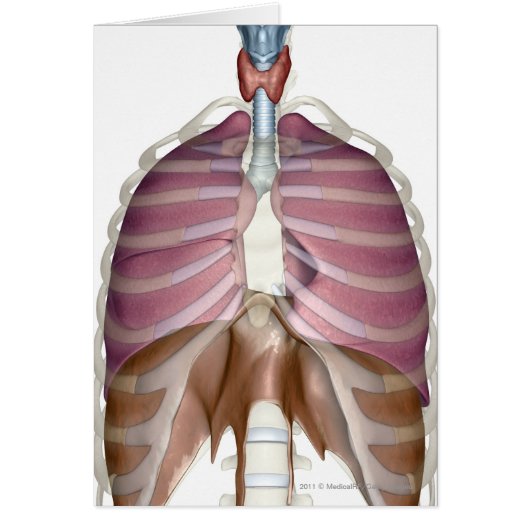3d rendering of the respiratory system cards (Front)