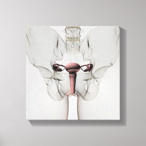 3D View Of Female Reproductive System Canvas Print