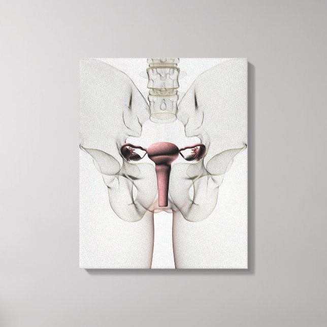 3D View Of Female Reproductive System Canvas Print (Front)