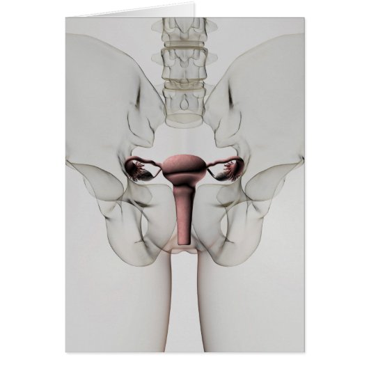 3D View Of Female Reproductive System Cards (Front)