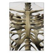 3D View Of Female Sternum And Rib Cage (Front)