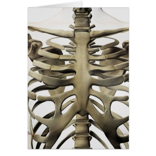 3D View Of Female Sternum And Rib Cage