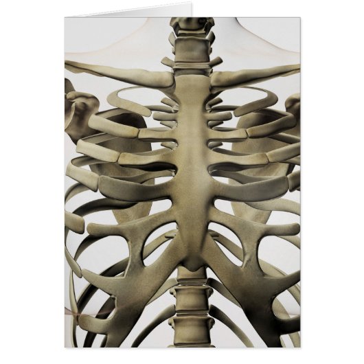 3D View Of Female Sternum And Rib Cage (Front)